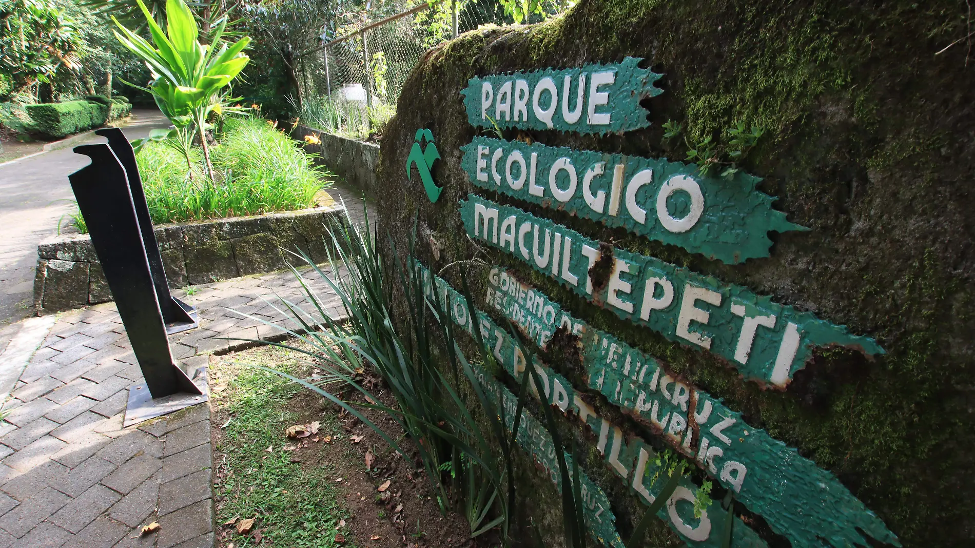 ¿Lo viste? Captan coyote en cerro de Macuiltépetl; biólogo explica y da recomendaciones